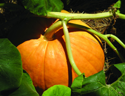 Picture of a pumpkin