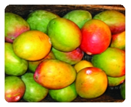 Photograph of mangoes
